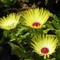 Доротеантус глазковый (Dorotheanthus oculatus)