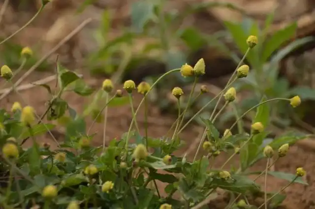Масляный кресс (Spilanthes acmella)