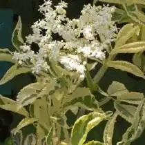 Бузина чёрная «Мадонна» (Sambucus nigra 'Madonna')