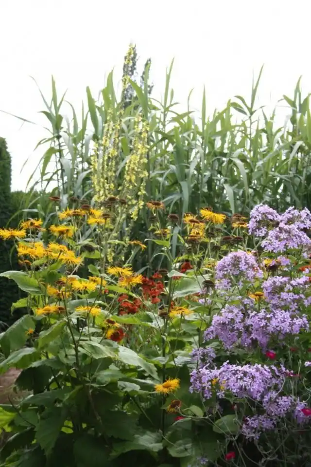 Девясил в цветнике