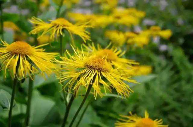 Девясил высокий (Inula helenium)