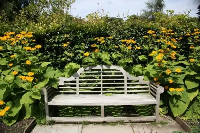 Девясил великолепный (Inula mafnifica) в дизайне сада