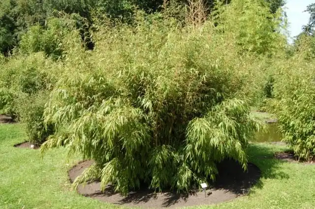 Кустистый бамбук Фаргезия дракоцефала, или Фаргезия змееголовая (Fargesia dracocephala)