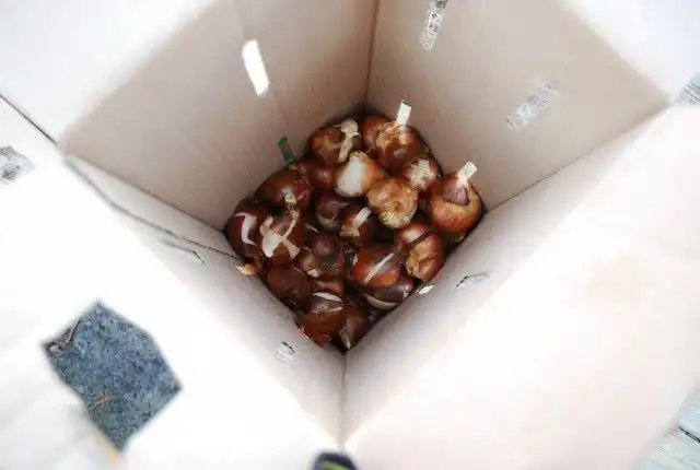 Луковицы тюльпанов, убранные для хранения