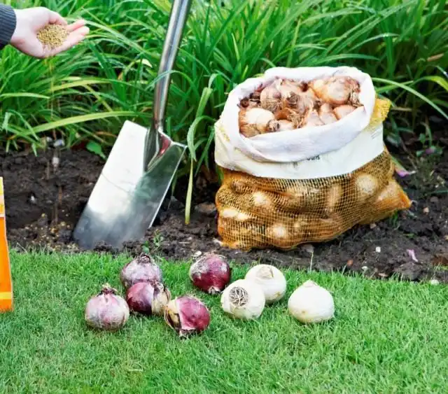 Высадка луковичных осенью после хранения