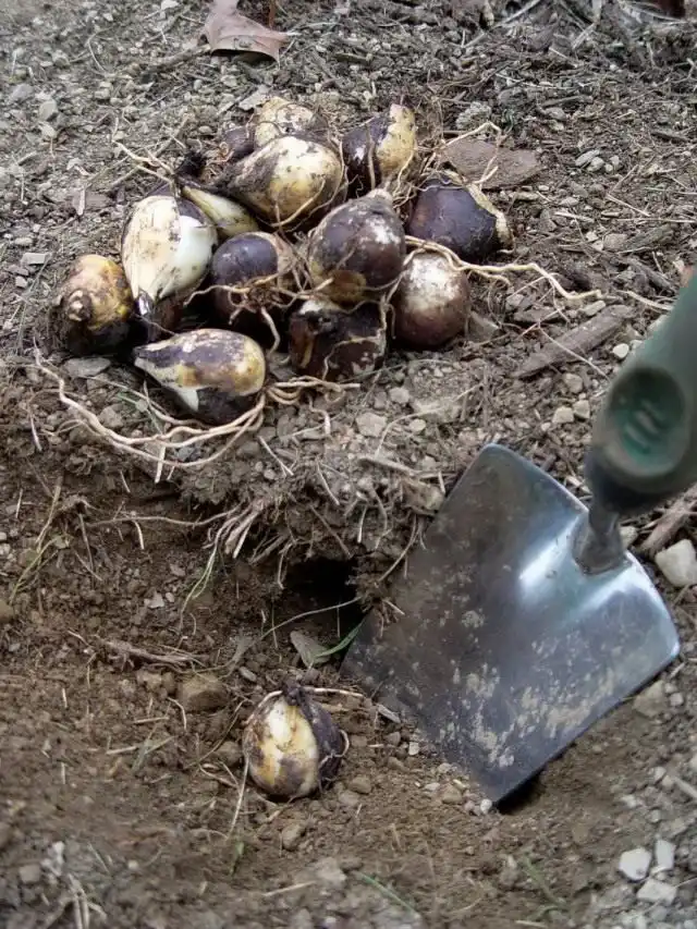 Летняя выкопка луковичных