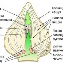 Схематичное изображение взрослой луковицы тюльпана, после закладки побега будущего года, но до закладки корней