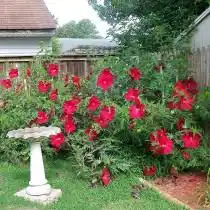 Гибискус болотный (Hibiscus moscheutos)