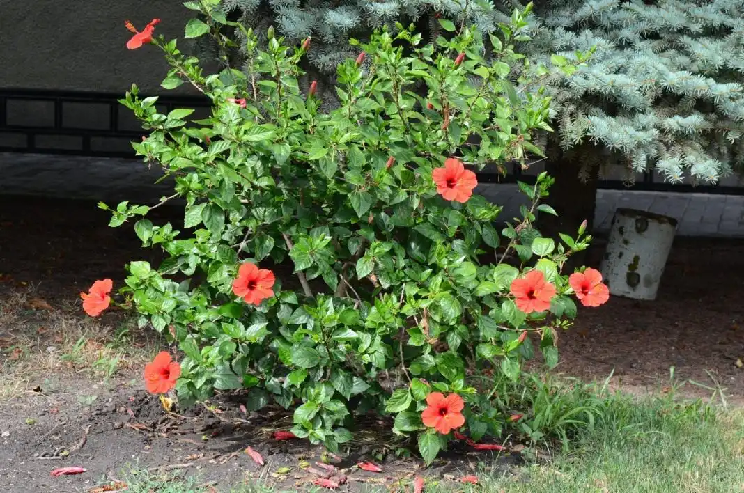 Гибискус китайский, или Китайская роза (Hibiscus rosa-sinensis)