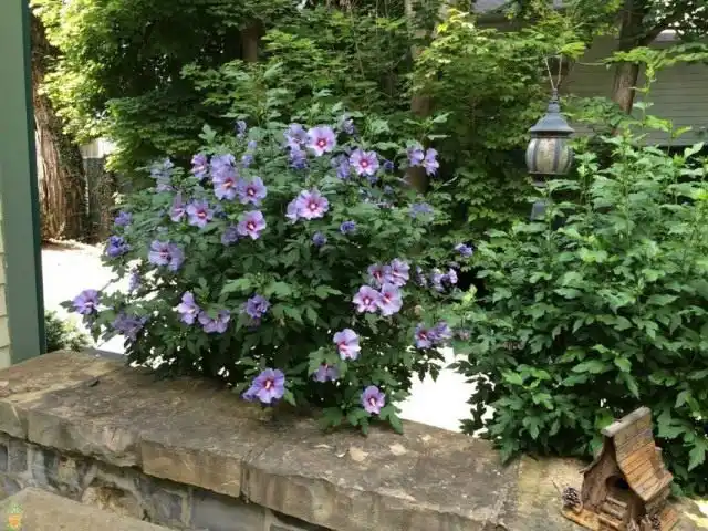 Гибискус, сирийский сорт 'Blue Satin'