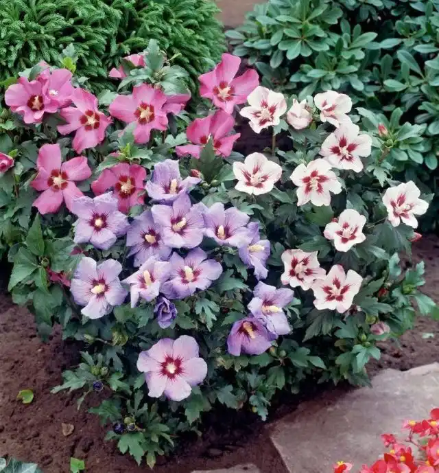 Гибискус сирийский (Hibiscus syriacus)