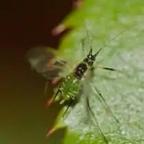 Крылатая форма Зелёной розанной тли (Macrosiphum rosae)