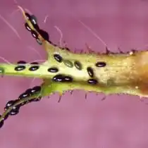 Яйца тли на розе