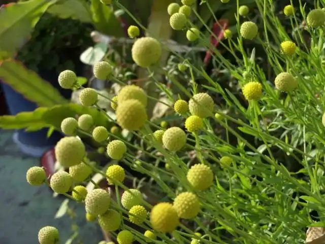 Гелениум ароматный, или Цефалофора ароматная (Helenium aromaticum syn. Cephalophora aromatica)