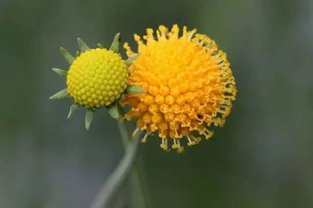 Гелениум ароматный, или Цефалофора ароматная (Helenium aromaticum syn. Cephalophora aromatica)
