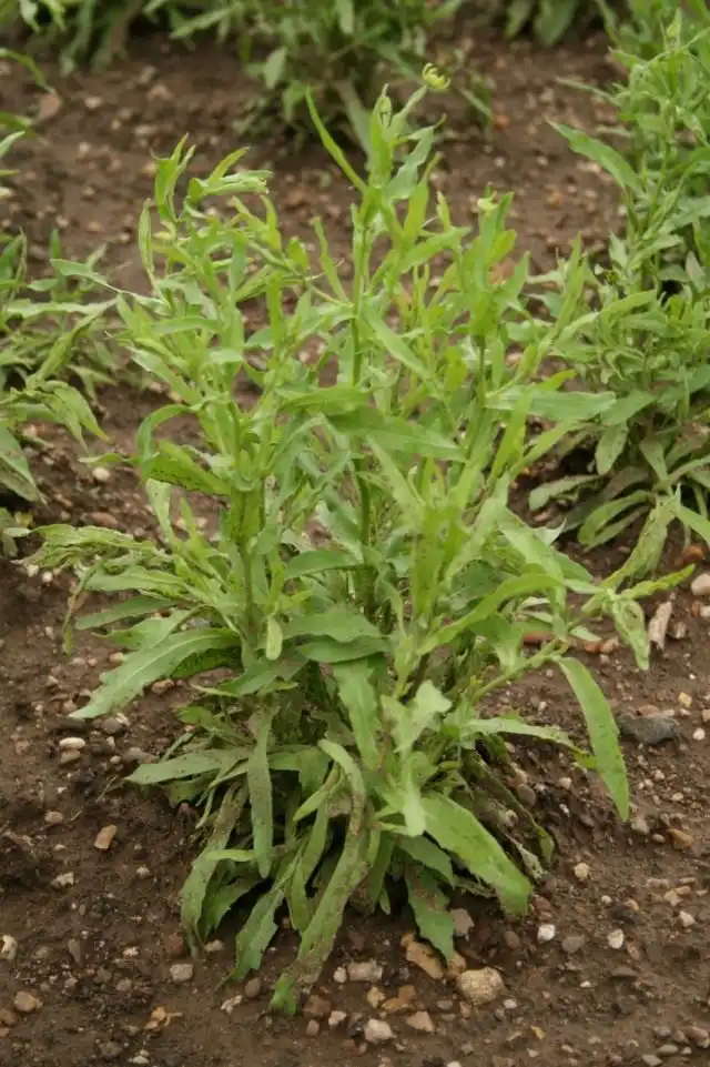 Гелениум ароматный, или Цефалофора ароматная (Helenium aromaticum syn. Cephalophora aromatica)