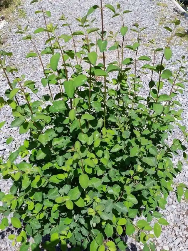 Куст снежноягодника