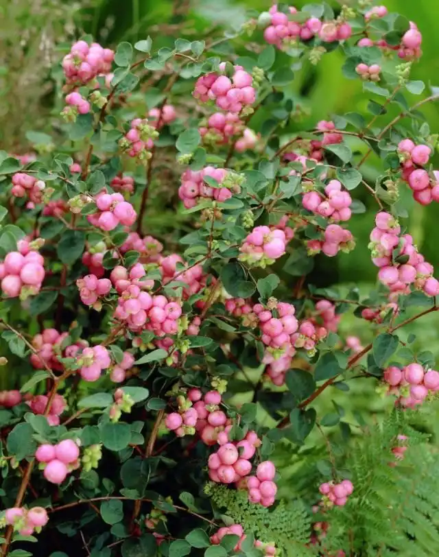 Снежноягодник Доренбоза «Марлен» (Symphoricarpos x doorenbosii 'Marleen')