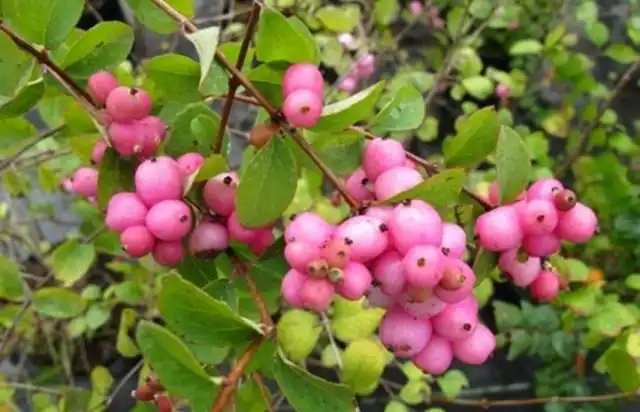 Снежноягодник Доренбоза «Мазер оф перл» (Symphoricarpos x doorenbosii 'Mother of Pearl')