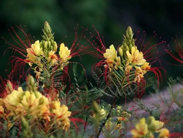Цезальпиния Гиллеса (Caesalpinia gilliesii)