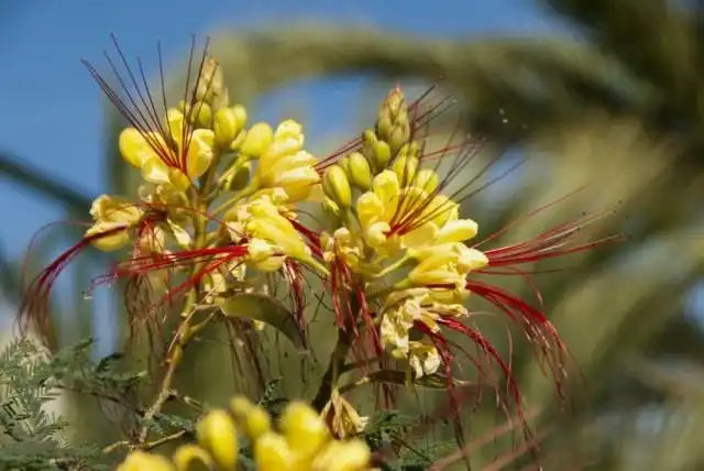 Цезальпиния Гиллеса (Caesalpinia gilliesii)