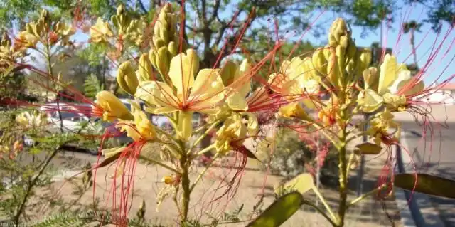 Цезальпиния Гиллеса (Caesalpinia gilliesii)
