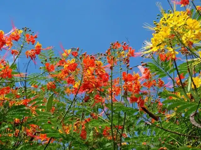Цезальпиния прекраснейшая (Caesalpinia pulcherrima)