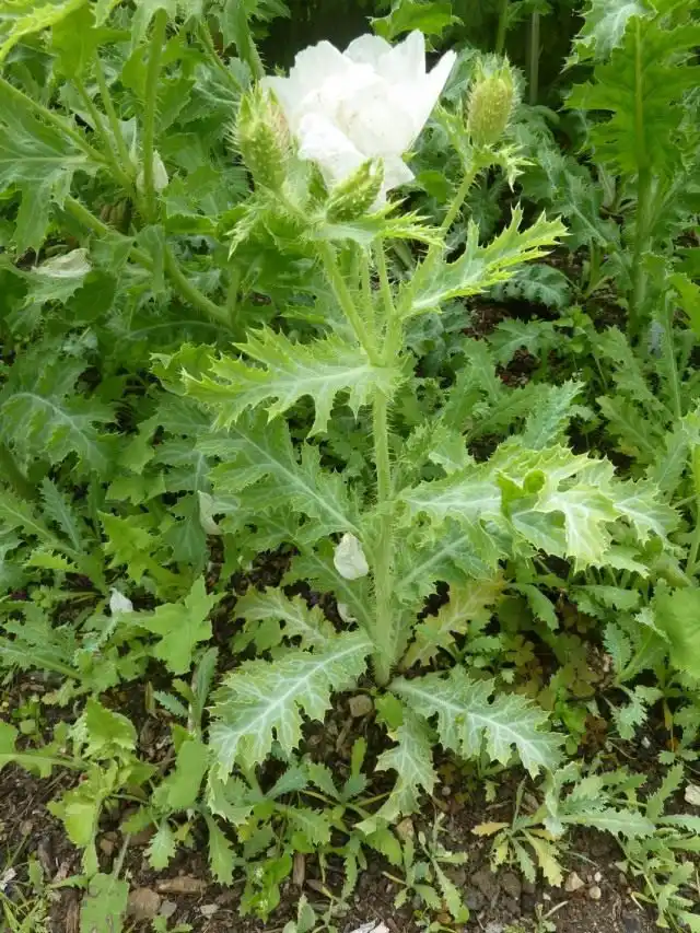 Аргемона широкая (Argemone platyceras)