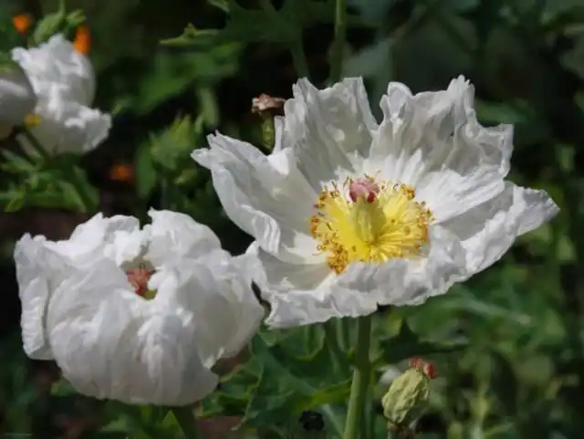 Аргемона крупноцветковая (Argemone grandiflora)