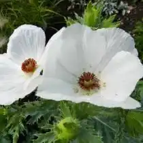 Аргемона широкая (Argemone platyceras)