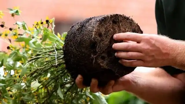 Высадка многолетних цветов в цветник