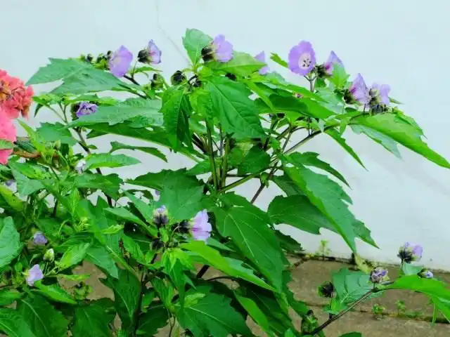 Никандра физалисовидная (Nicandra physalodes)