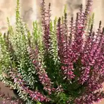 Вереск обыкновенный (Calluna vulgaris)