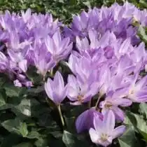 Безвременник византийский (Colchicum byzantinum)