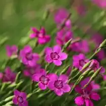 Гвоздика травянка (Dianthus deltoides)