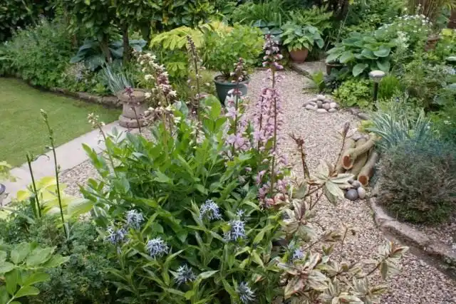 Ясенец в цветнике