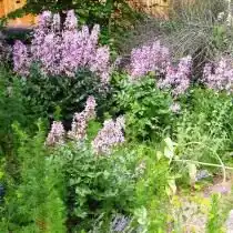 Ясенец в цветнике