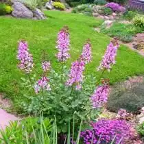 Ясенец в цветнике