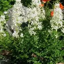 Ясенец в цветнике