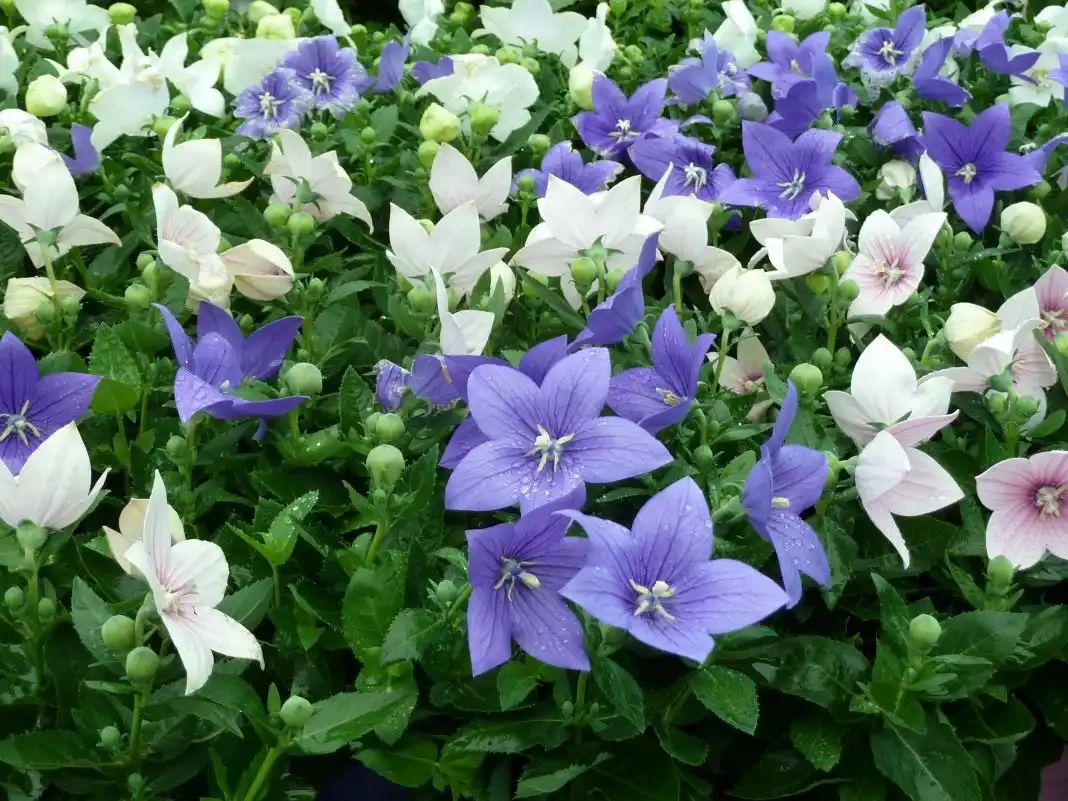 Ширококолокольчик, или Платикодон голубой