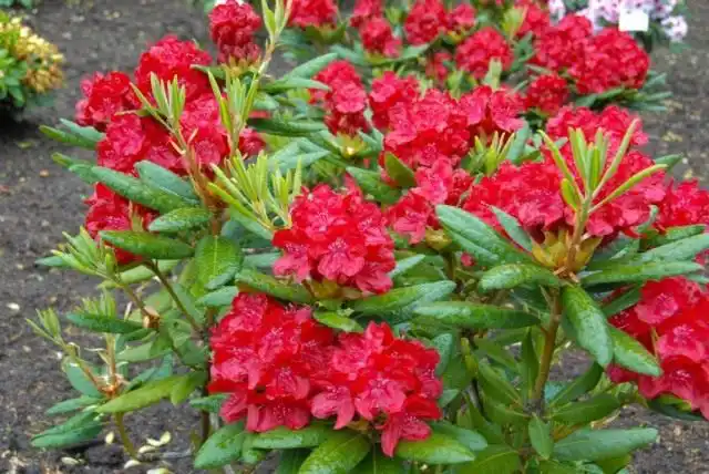 Рододендрон гибридный, красный, сорт 'Busuki'