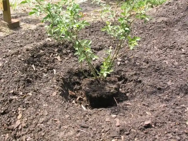 В апреле уже можно приступить к высадке многолетних цветов и декоративных кустарников, к примеру роз