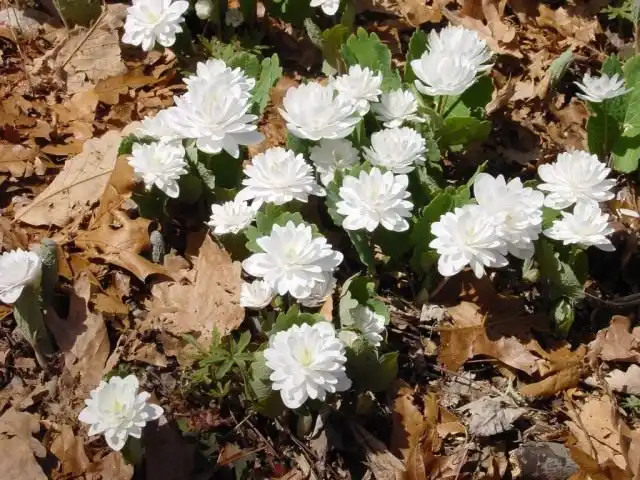 Сангвинария канадская, сорт «Мультиплекс» (Sanguinaria canadensis 'Multiplex')