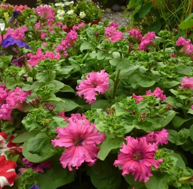 Фриллитунии