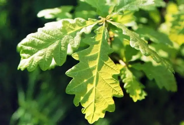 Листья дуба скального