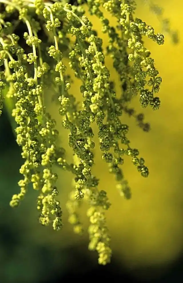 Цветочные серёжки дуба скального