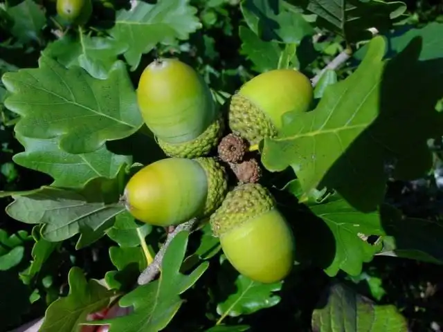 Жёлуди дуба скального на ветке