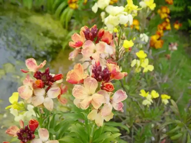 Желтушник гибридный