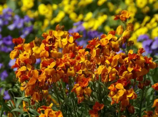 Желтушник Чери