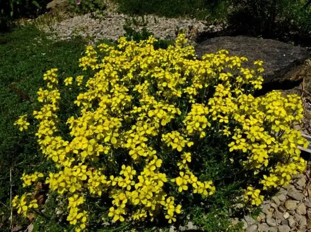 Желтушник красивый, или красивенький (Erysimum pulchellum)